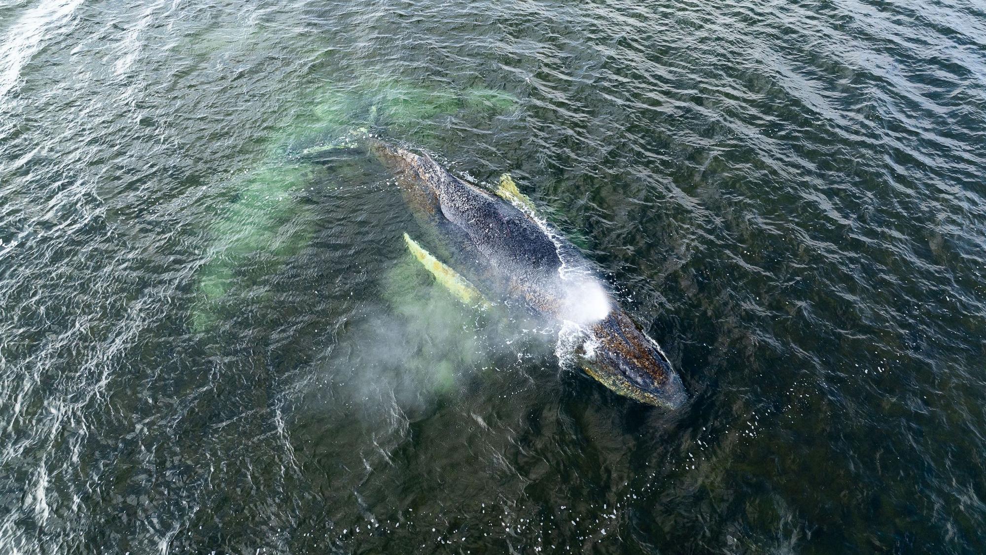 Eine Drohnenaufnahme herausgegeben von Greenpeace zeigt den Buckelwal in der Wismarbucht.