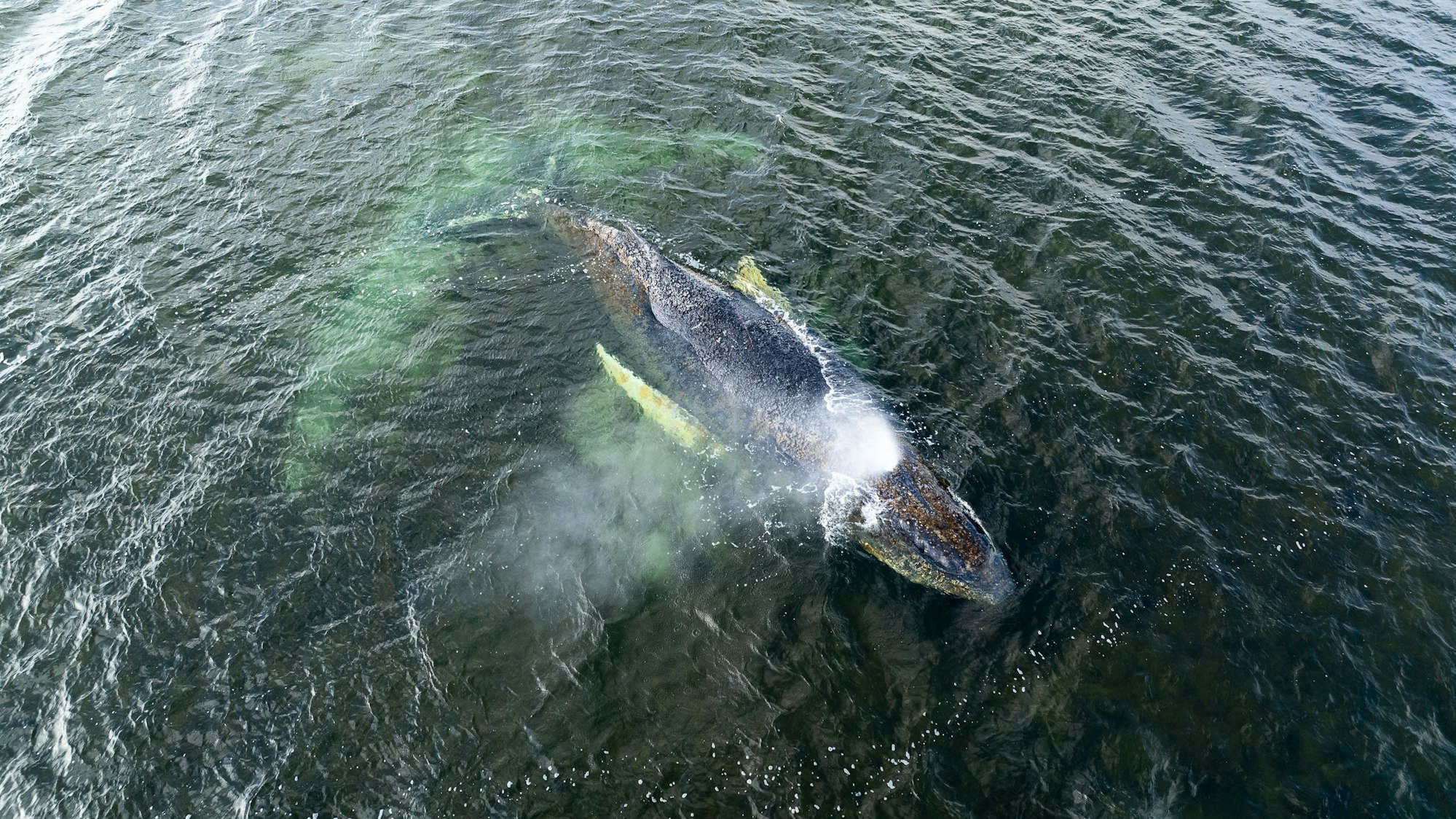 Eine Drohnenaufnahme herausgegeben von Greenpeace zeigt den Buckelwal in der Wismarbucht.