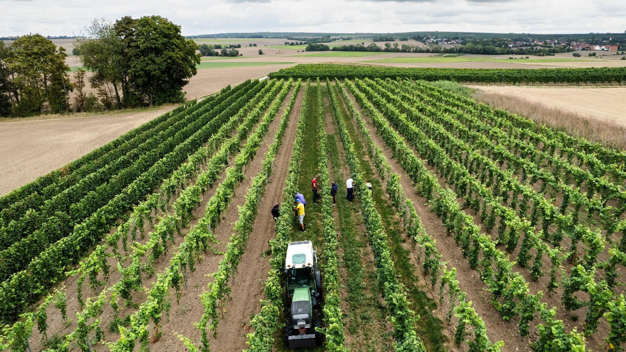 Beginn der Weinlese in Deutschland