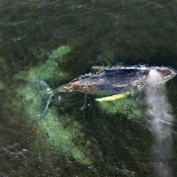 Wismar: Eine Drohnenaufnahme, herausgegeben von Greenpeace, zeigt den Buckelwal in der Wismarbucht. Inzwischen konnte sich das Tier wieder freischwimmen.