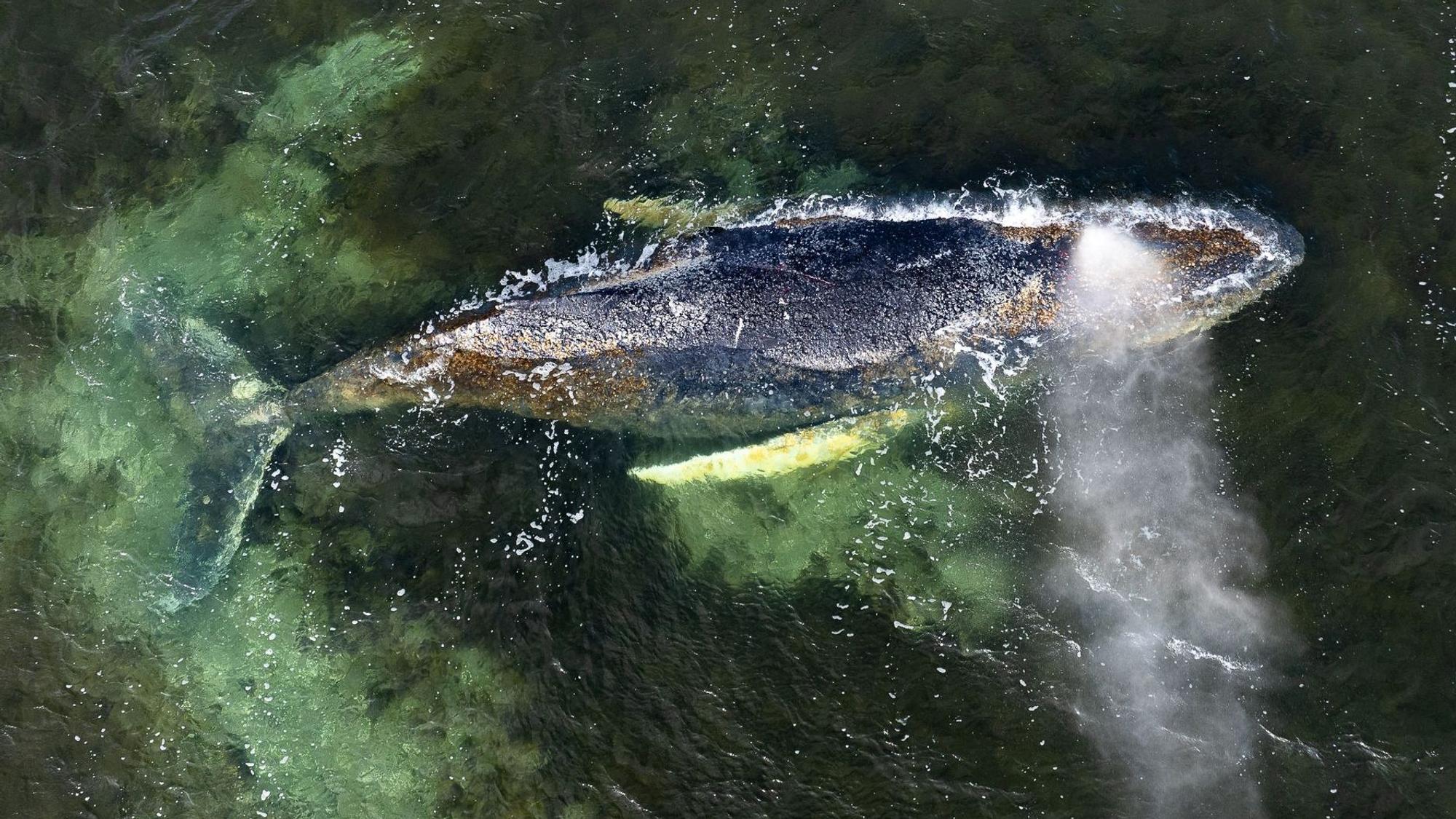 Wismar: Eine Drohnenaufnahme, herausgegeben von Greenpeace, zeigt den Buckelwal in der Wismarbucht. Inzwischen konnte sich das Tier wieder freischwimmen.