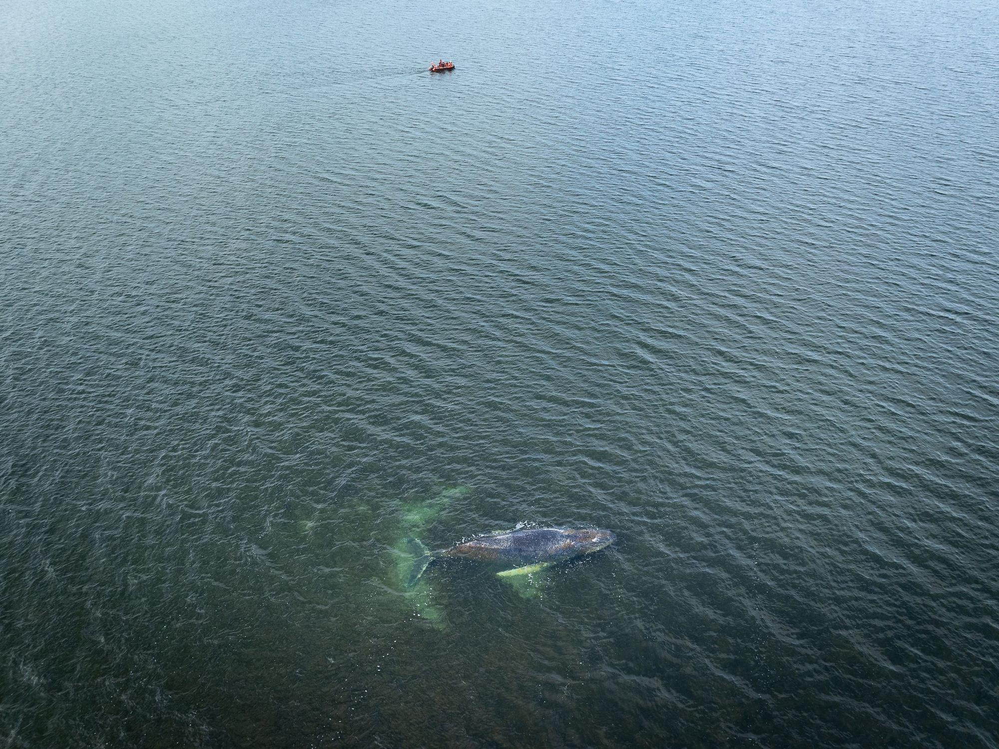 Eine Drohnenaufnahme herausgegeben von Greenpeace zeigt den Buckelwal in der Wismarbucht.