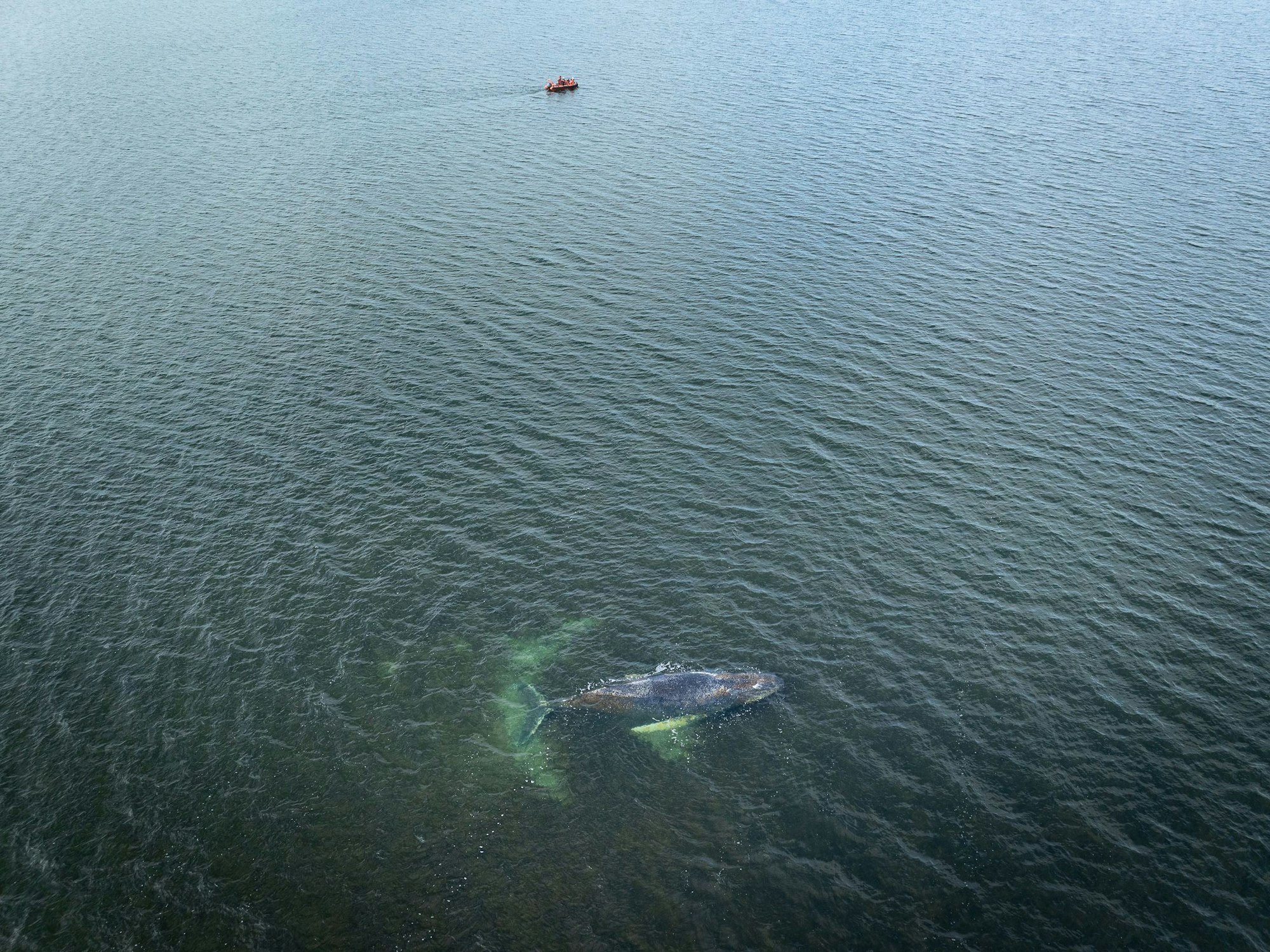 Eine Drohnenaufnahme herausgegeben von Greenpeace zeigt den Buckelwal in der Wismarbucht.