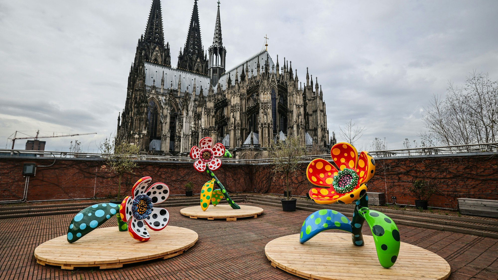 Die Installation „I Spend Each Day Embracing Flowers“ von Yayoi Kusama steht auf der Dachterrasse des Museum Ludwig vor dem Dom.