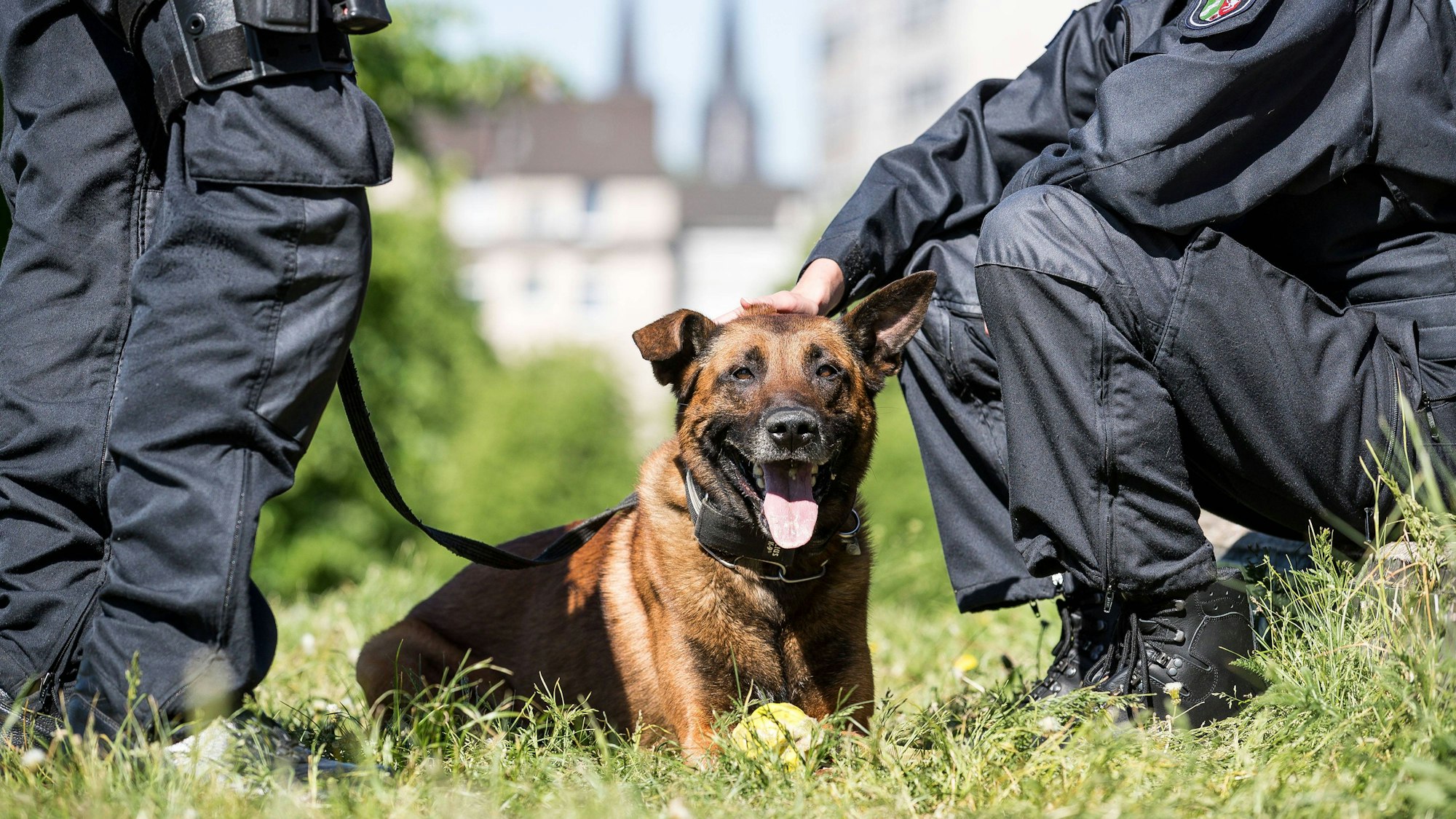 Polizeihund zwischen Polizisten