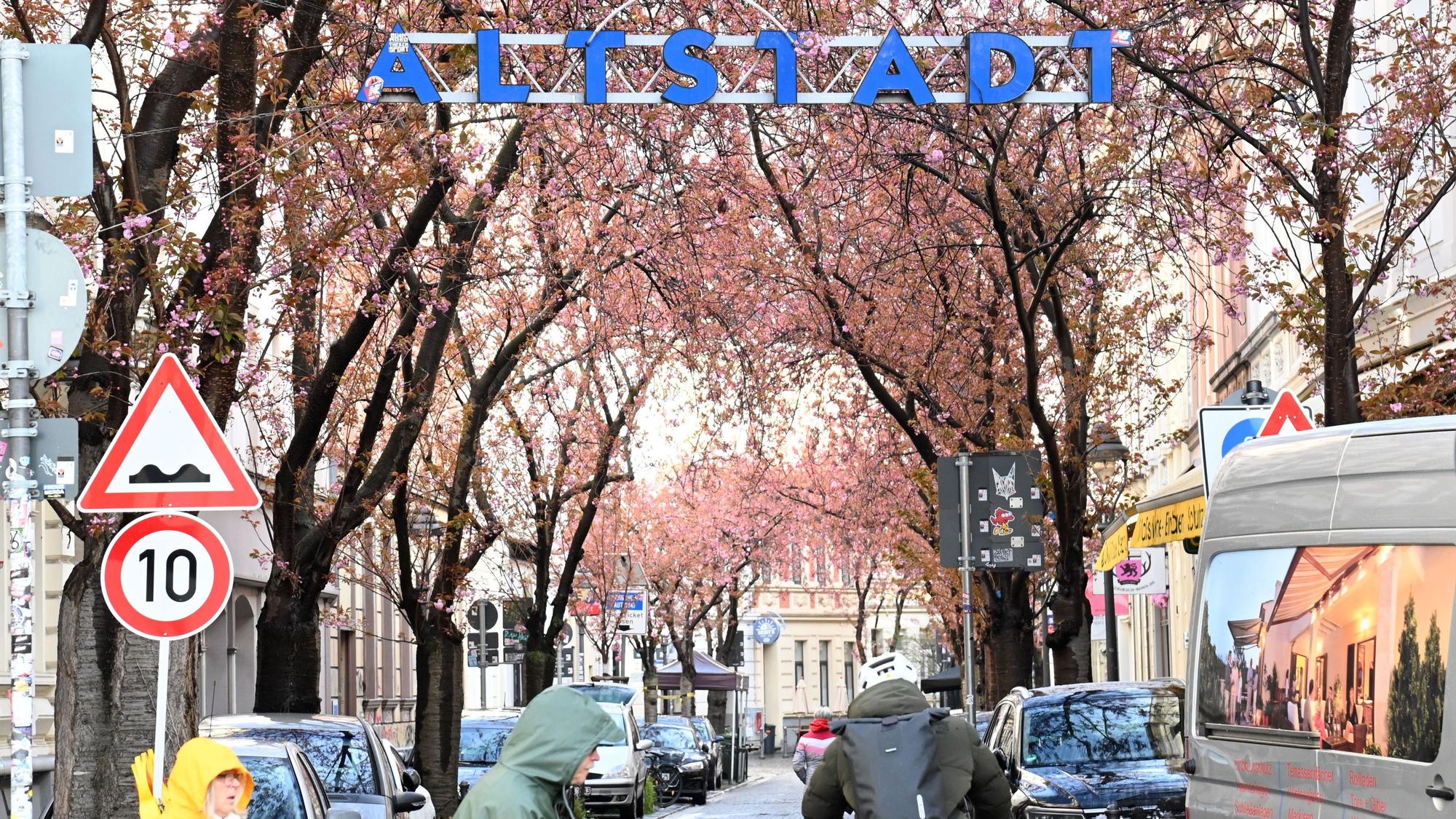Die Blüte der Kirschbäume in der Bonner Altstadt verzögert sich aufgrund der aktuell niedrigen Temperaturen.