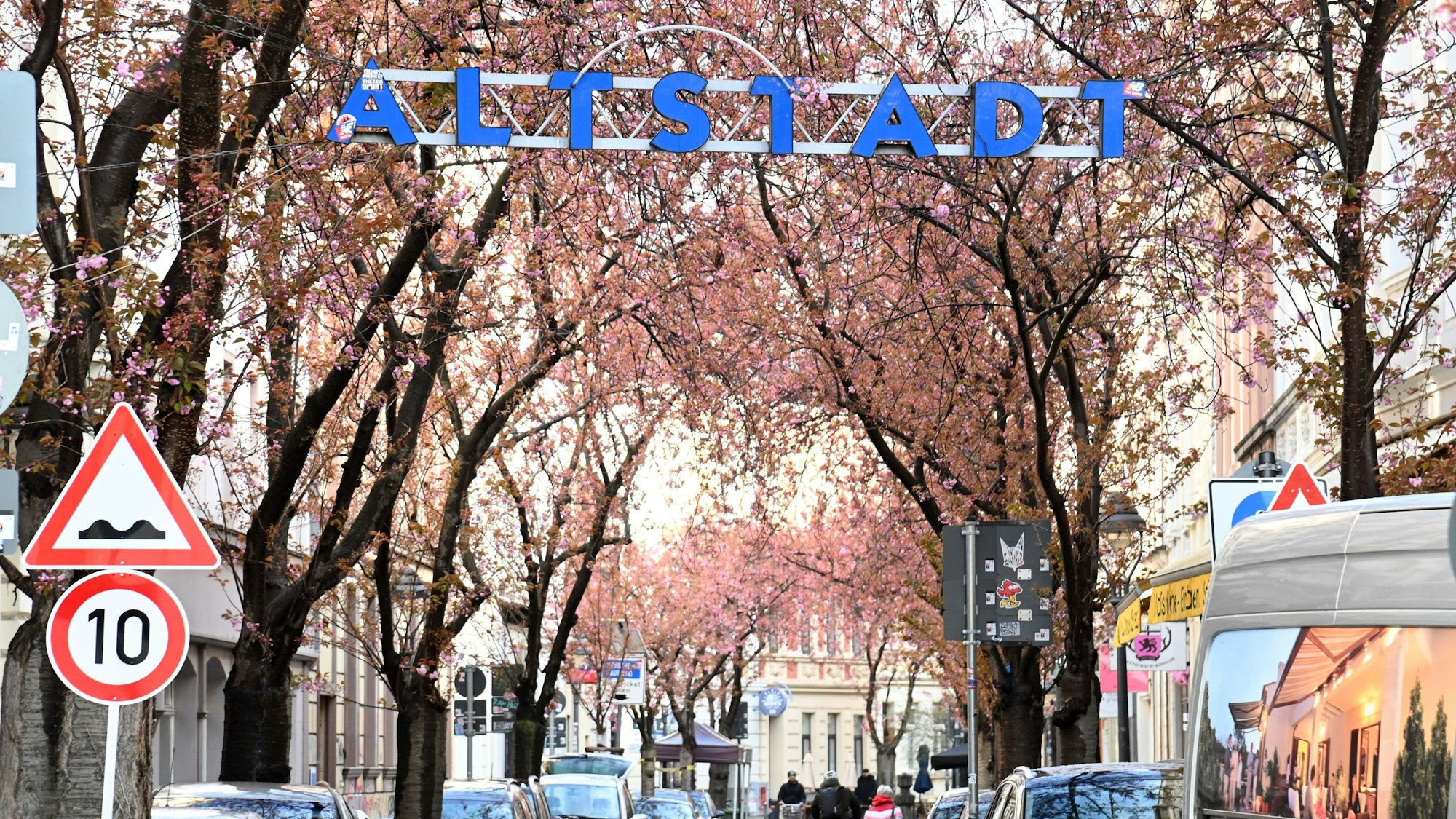 Die Blüte der Kirschbäume in der Bonner Altstadt verzögert sich aufgrund der aktuell niedrigen Temperaturen.