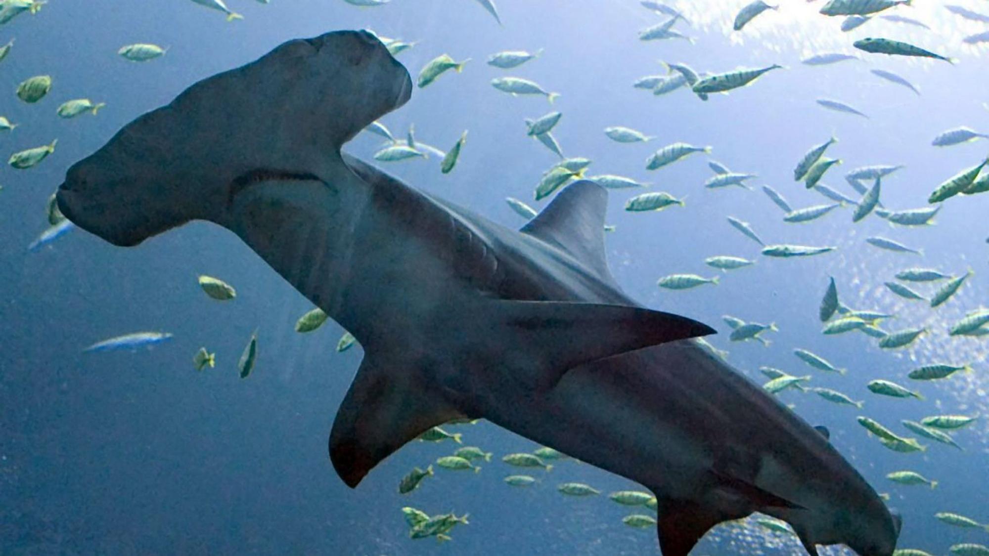 Ein Hammerhai schwimmt im damals neu eröffneten Georgia Aquarium in Atlanta. Auch diese Art soll künftig strenger geschützt werden.