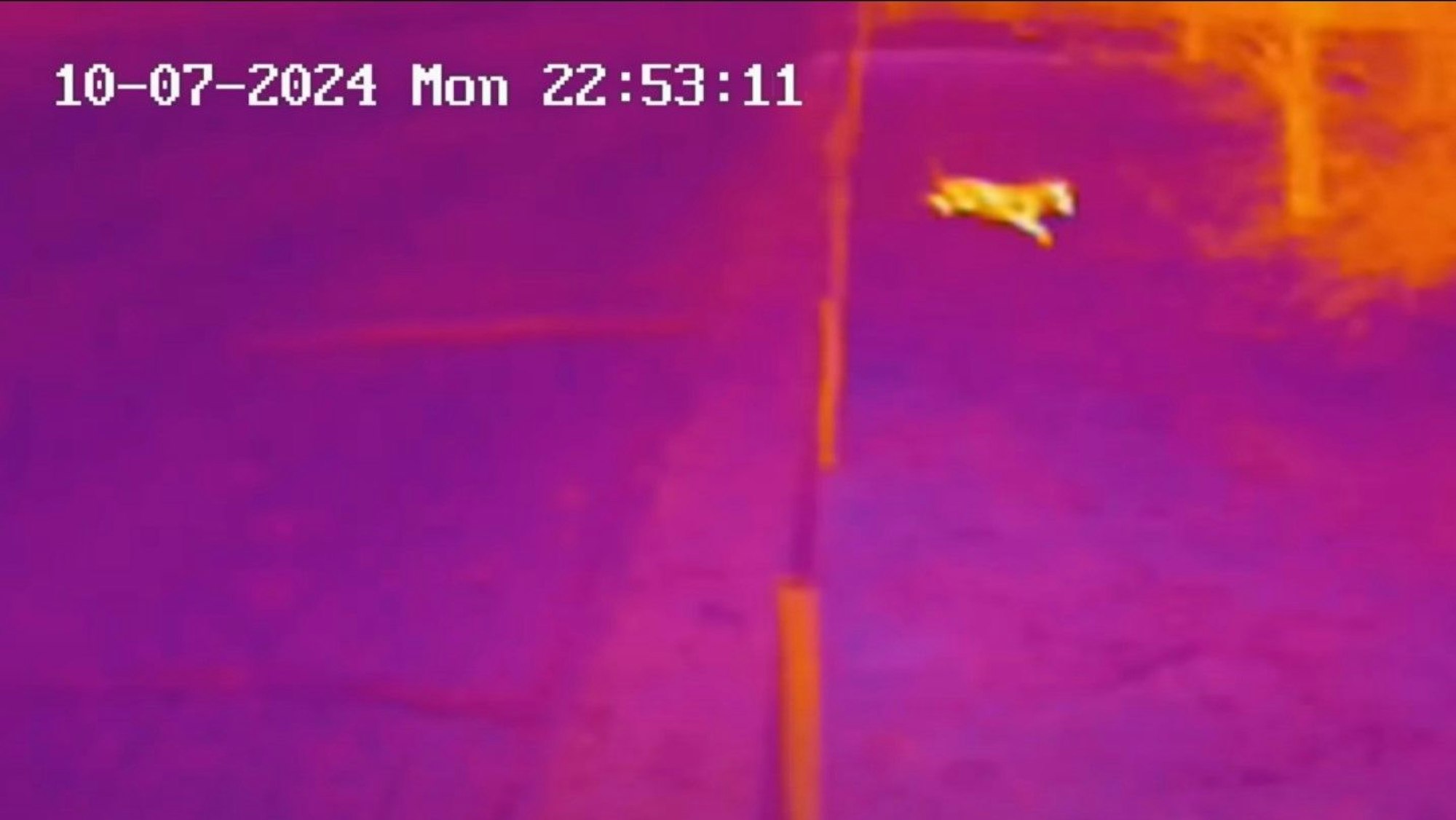 Eine Überwachungsaufnahme zeigt, wie die Wölfin Gloria über einen Zaun springt - der aufgrund seiner Höhe eigentlich Wölfe fernhalten sollte.