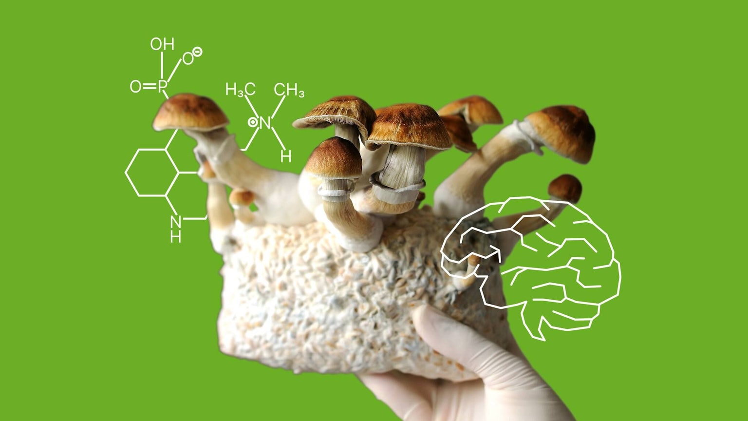 Psilocybin, der Wirkstoff von „Magic Mushrooms“, kann bei der Behandlung von Depressionen helfen. RND