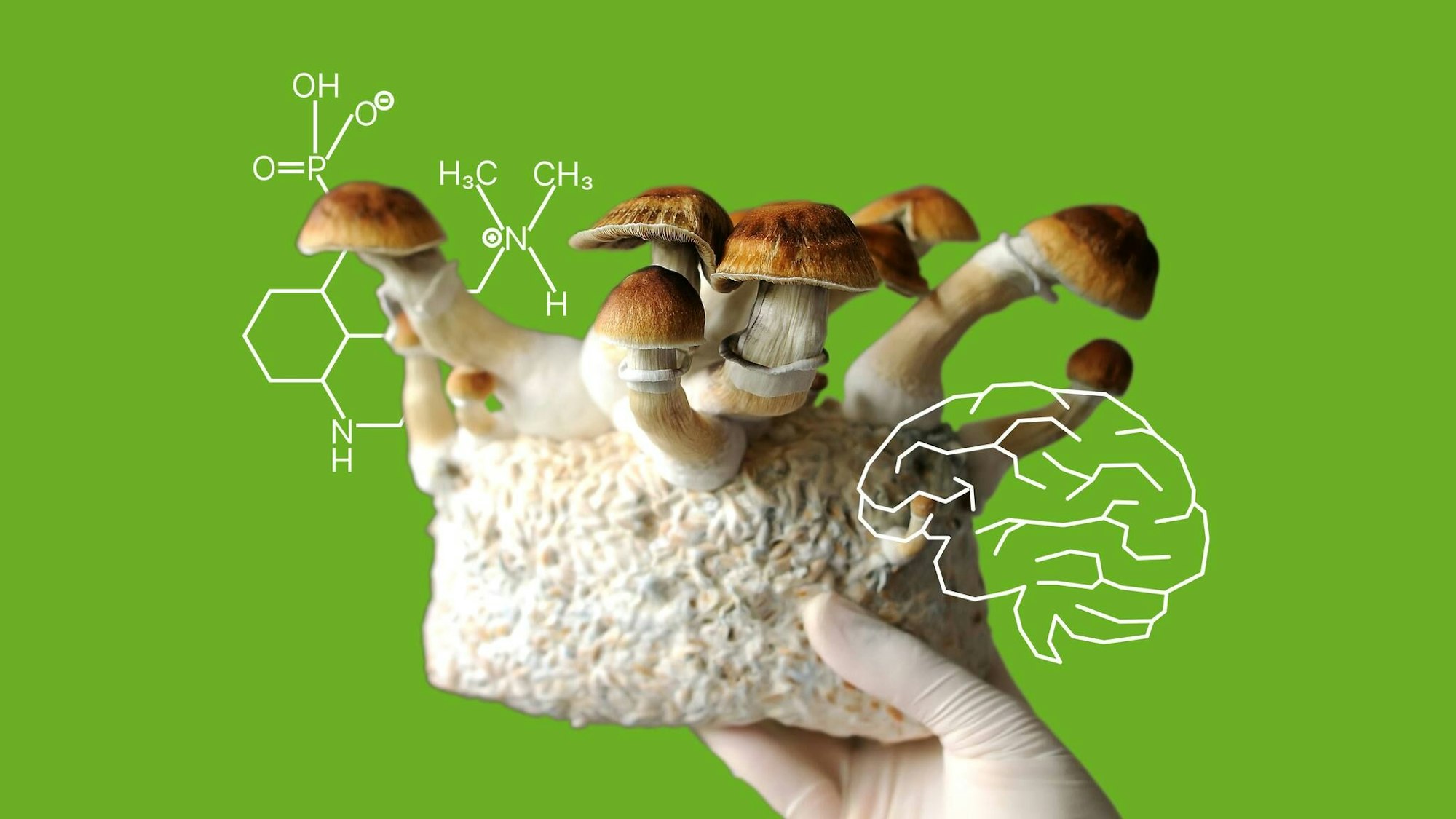 Psilocybin, der Wirkstoff von „Magic Mushrooms“, kann bei der Behandlung von Depressionen helfen. RND