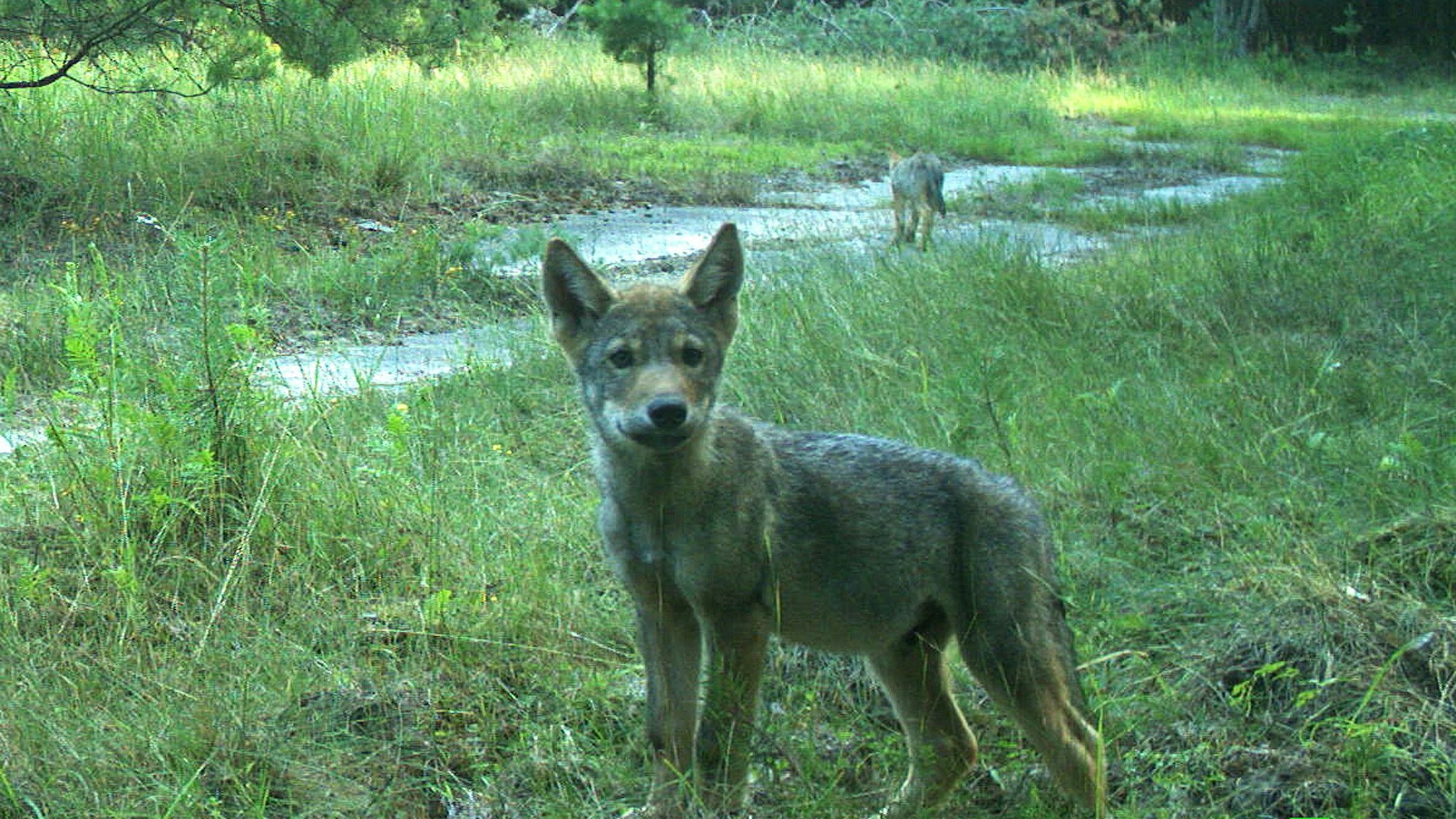 Das Rudel im Nationalpark Eifel soll in den vergangenen Jahre sieben Welpen gezeugt haben.