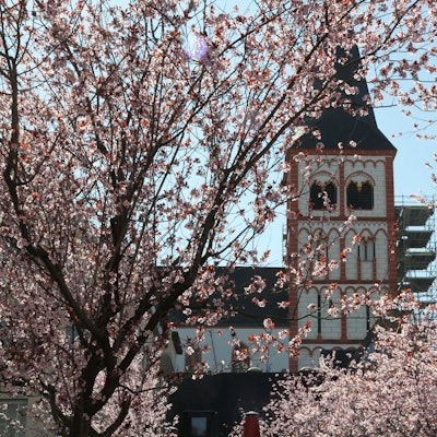 Blühende Bäume auf dem Markt, Kirche St. Servatius im Hintergrund.