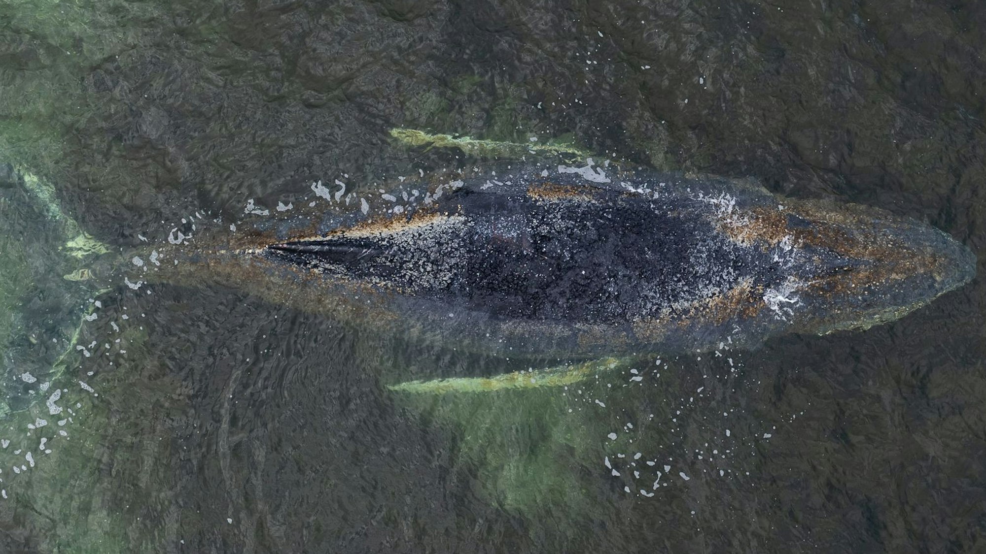 Eine Drohnenaufnahme herausgegeben von Greenpeace zeigt den Buckelwal in der Wismarbucht.