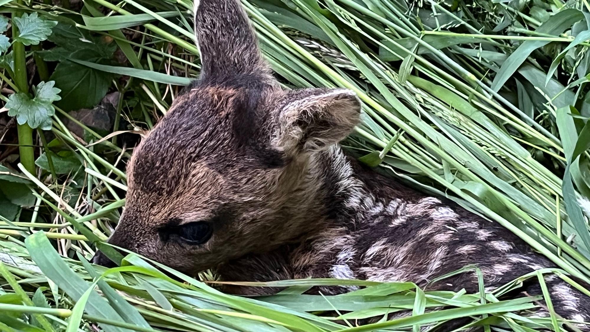 Ein Kitz liegt im Gras.