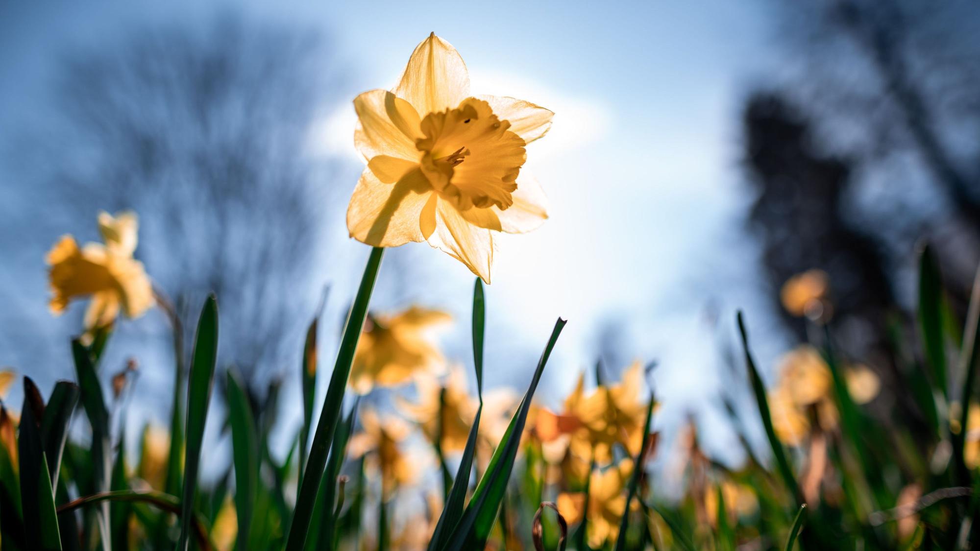 Die Osterglocken blühen – und wie wird das Wetter zu Ostern?