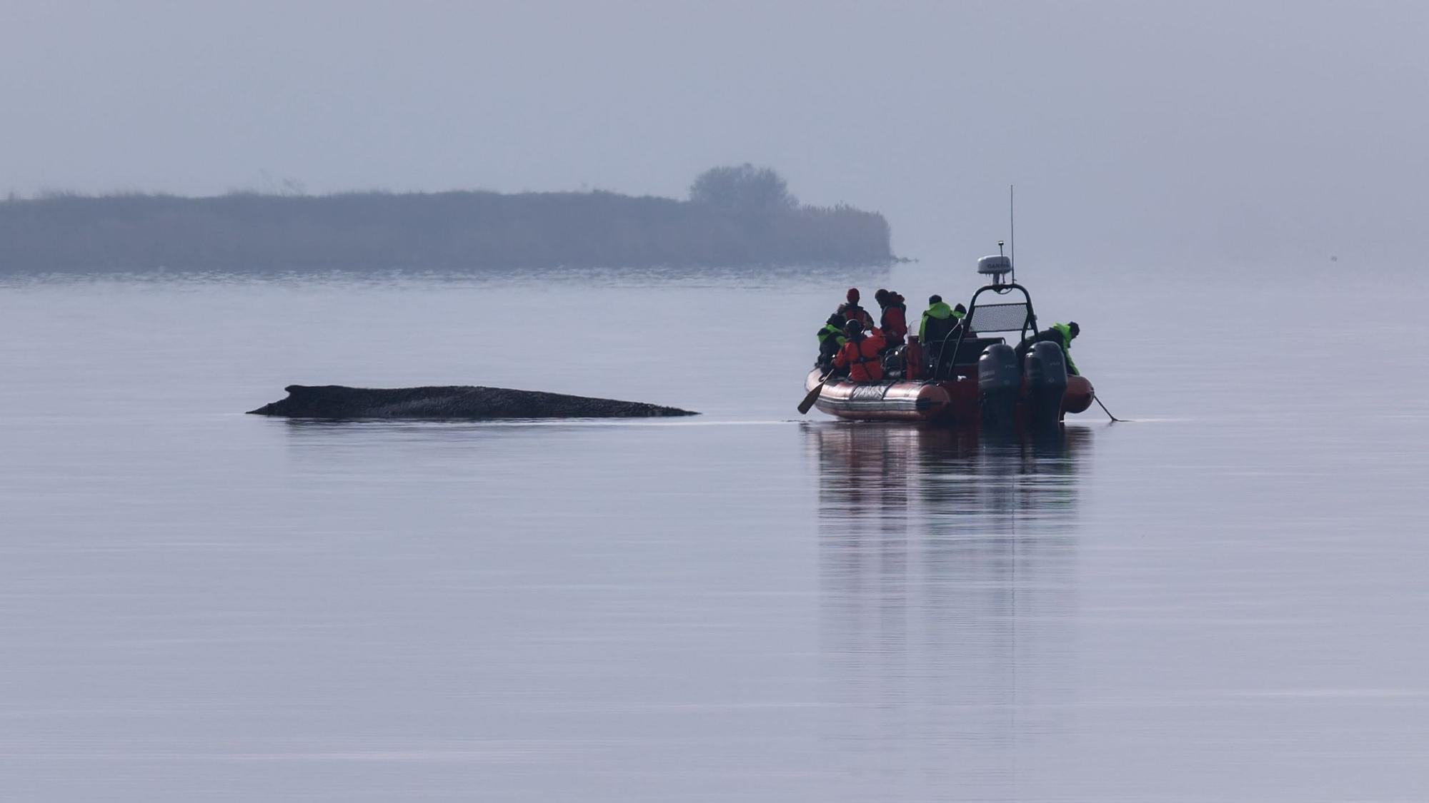 Ein Greenpeace Boot nähert sich dem Buckelwal, der am Vormittag immer noch vor der Insel Poel festsitzt.