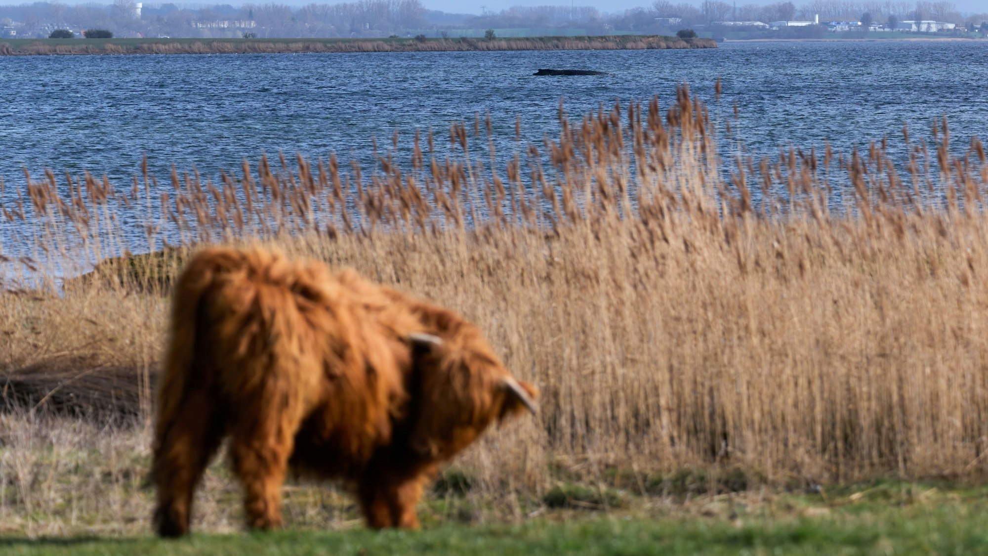 Der Buckelwal am Montagnachmittag vor der Insel Poel.