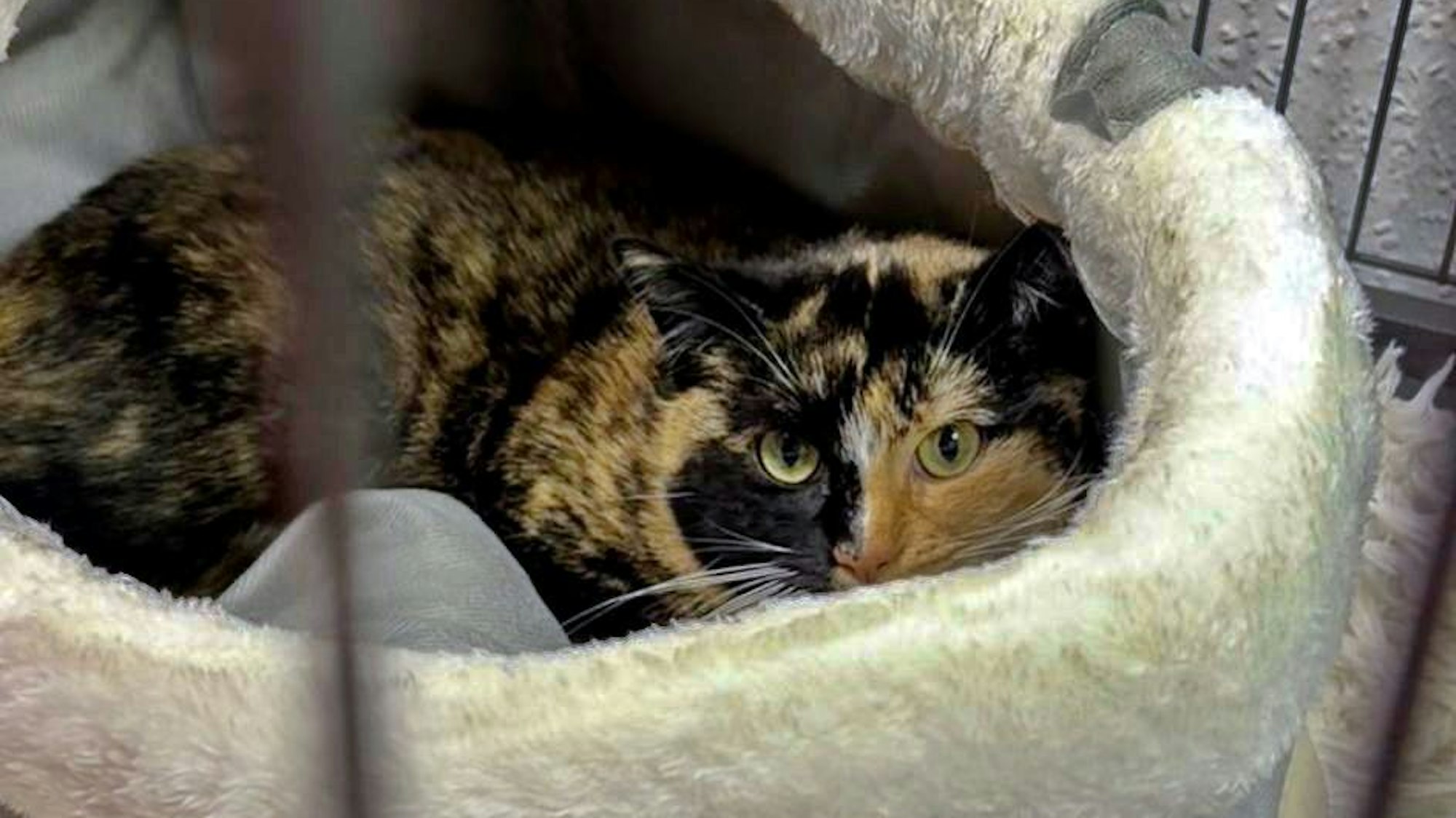 72 Katzen konnten die Tierschützer bislang vom ehemaligen Großmarktgelände retten. 65 davon konnten vermittelt werden, vier wurden ausgewildert.