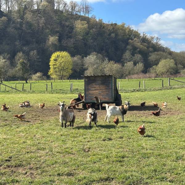 Auf der Freilauffläche beim Eierhof Lückerath schrecken Ziegen hungrige Raubvögel ab.