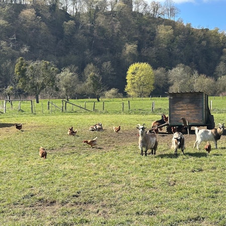 Auf der Freilauffläche beim Eierhof Lückerath schrecken Ziegen hungrige Raubvögel ab.