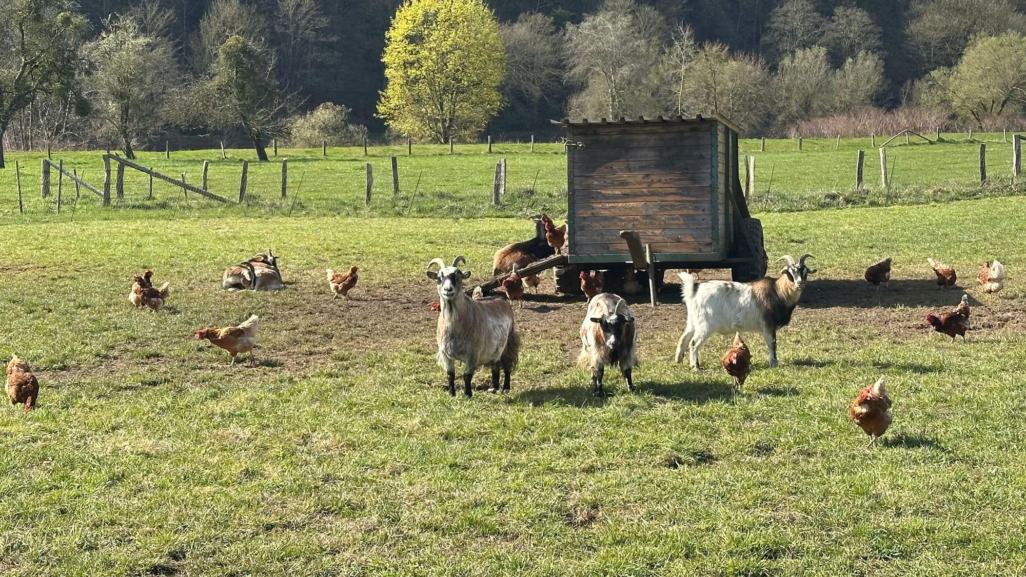 Auf der Freilauffläche beim Eierhof Lückerath schrecken Ziegen hungrige Raubvögel ab.