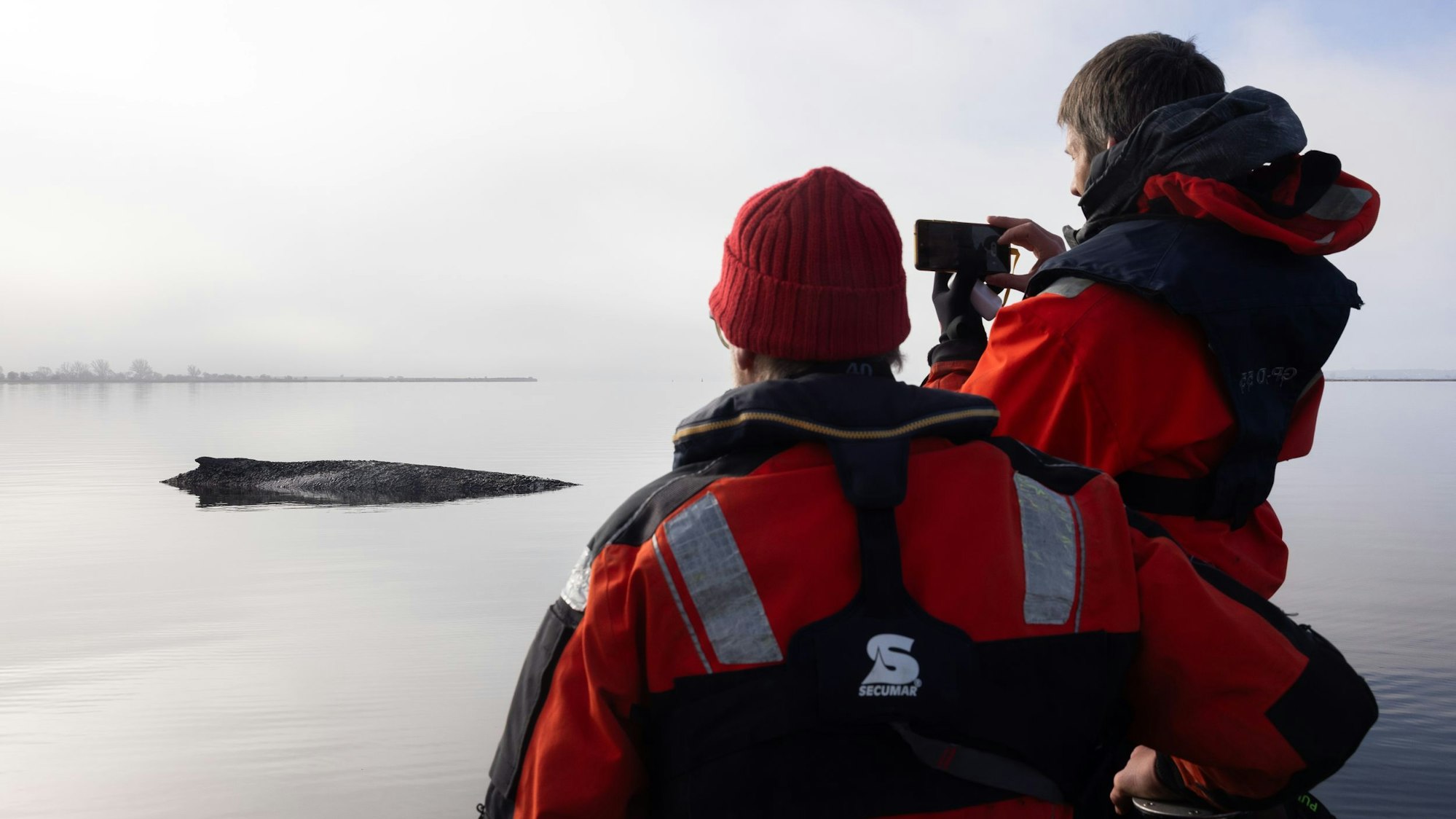 Die von Greenpeace Deutschland zur Verfügung gestellte Aufnahme zeigt den gestrandeten Buckelwal vor der Insel Poel in der Ostsee.
