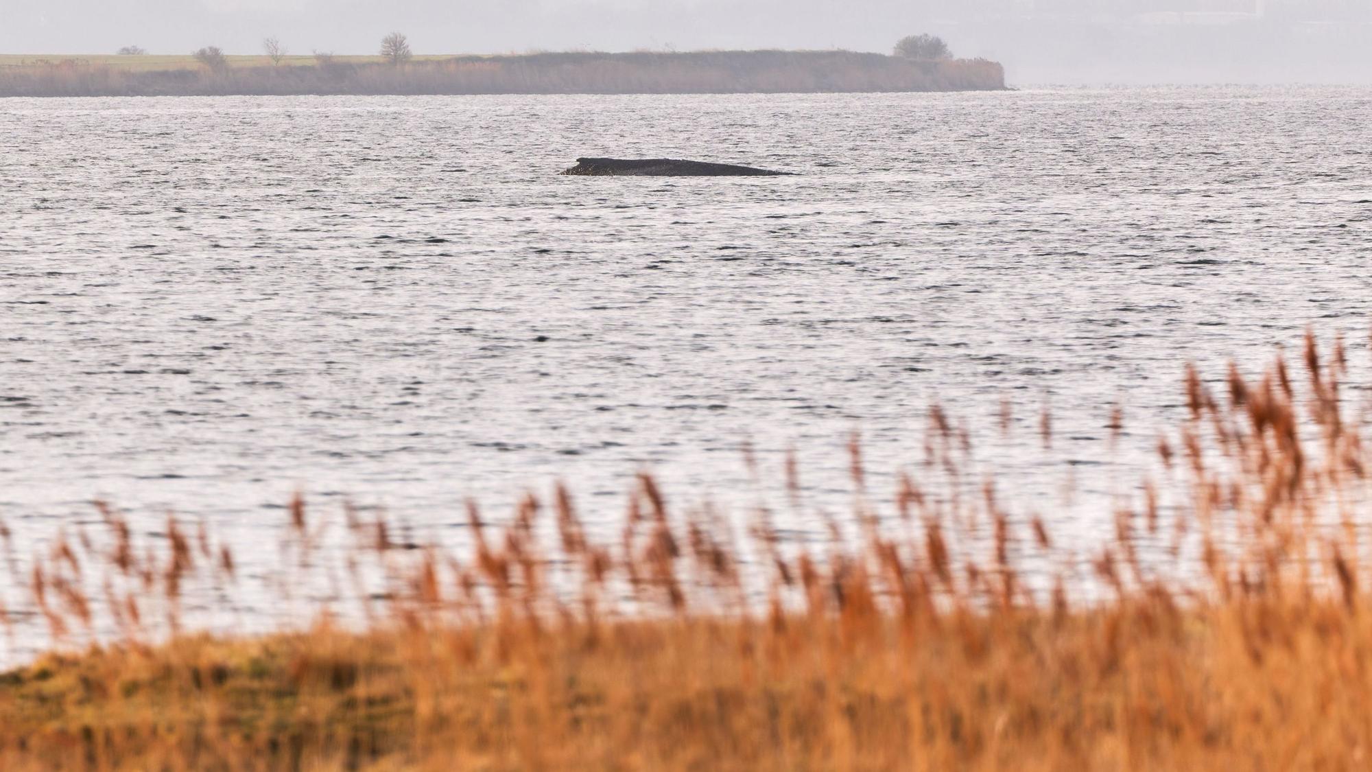 Mecklenburg-Vorpommern, Weitendorf-Hof: Der Buckelwal liegt am Vormittag noch immer auf einer Sandbank vor der Insel Poel.