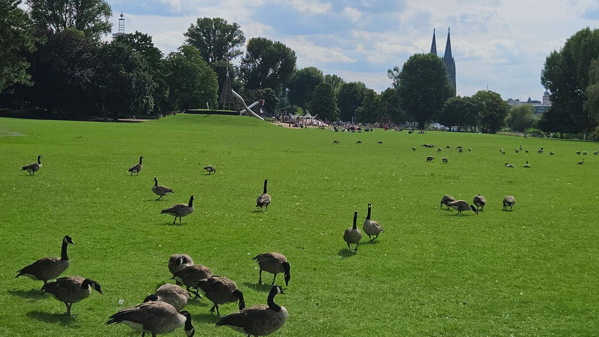 Im Kölner Rheinpark leben besonders viele Wildgänse