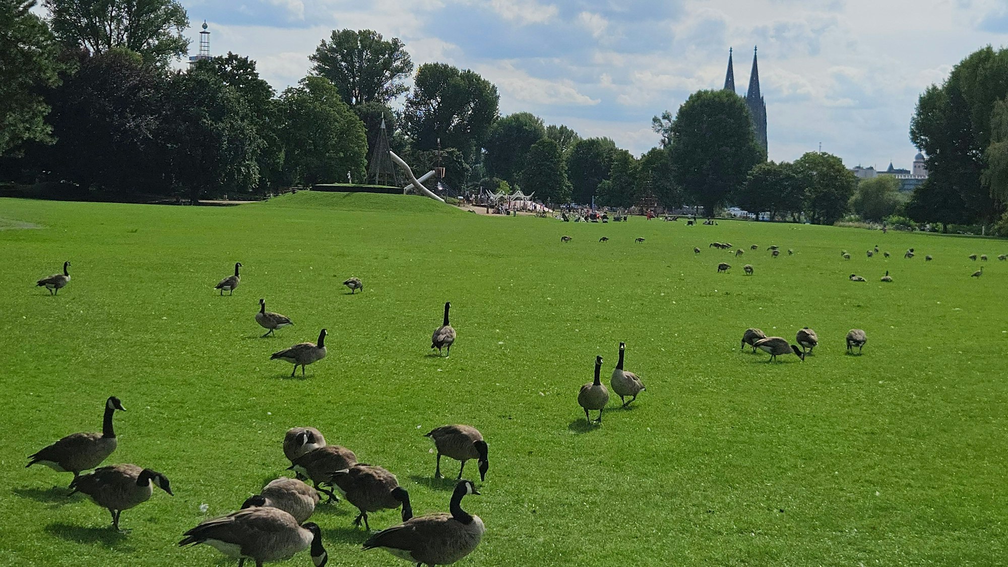 Im Kölner Rheinpark leben besonders viele Wildgänse
