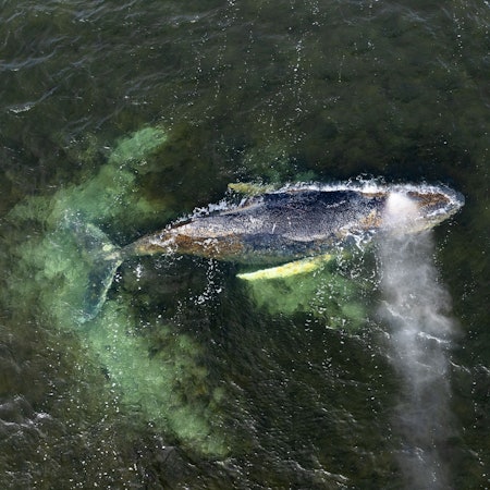 Wismar: Eine Drohnenaufnahme, herausgegeben von Greenpeace, zeigt den Buckelwal in der Wismarbucht am 30. März.