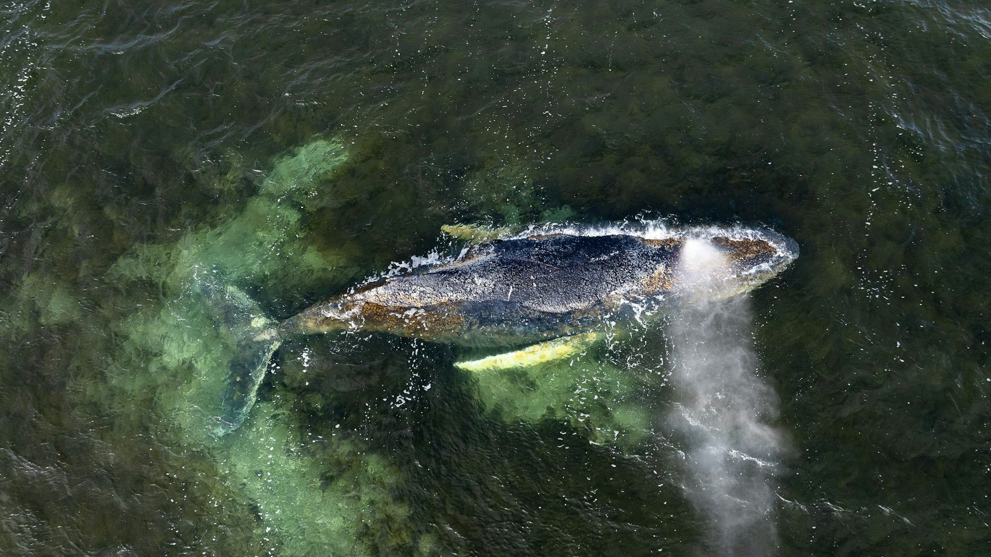 Eine Drohnenaufnahme herausgegeben von Greenpeace zeigt den Buckelwal in der Wismarbucht.