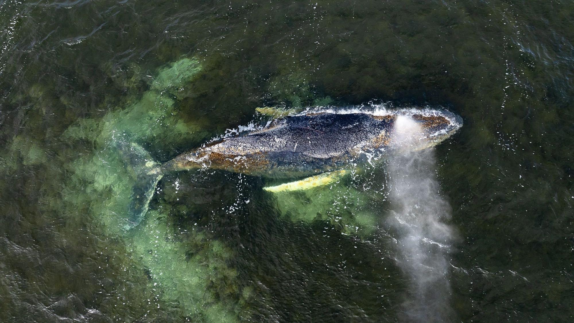 Eine Drohnenaufnahme herausgegeben von Greenpeace zeigt den Buckelwal in der Wismarbucht.