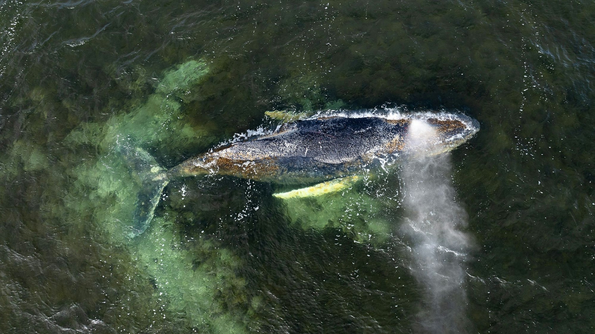 Eine Drohnenaufnahme herausgegeben von Greenpeace zeigt den Buckelwal in der Wismarbucht.