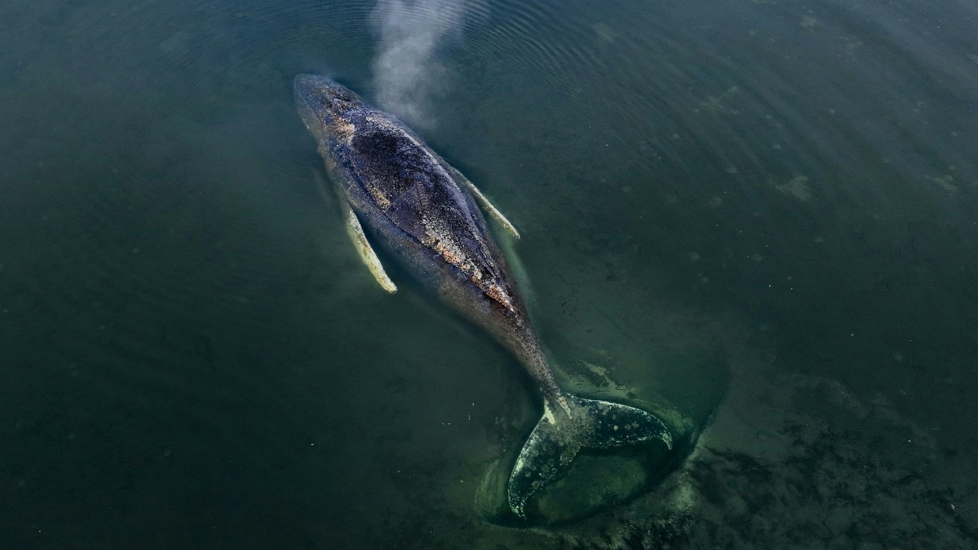 Die von Greenpeace Deutschland zur Verfügung gestellte Aufnahme zeigt den gestrandeten Buckelwal vor der Insel Poel in der Ostsee. Greenpeace ist vor Ort und unterstützt die laufenden Maßnahmen. Foto: Florian Manz/Greenpeace Germany/dpa