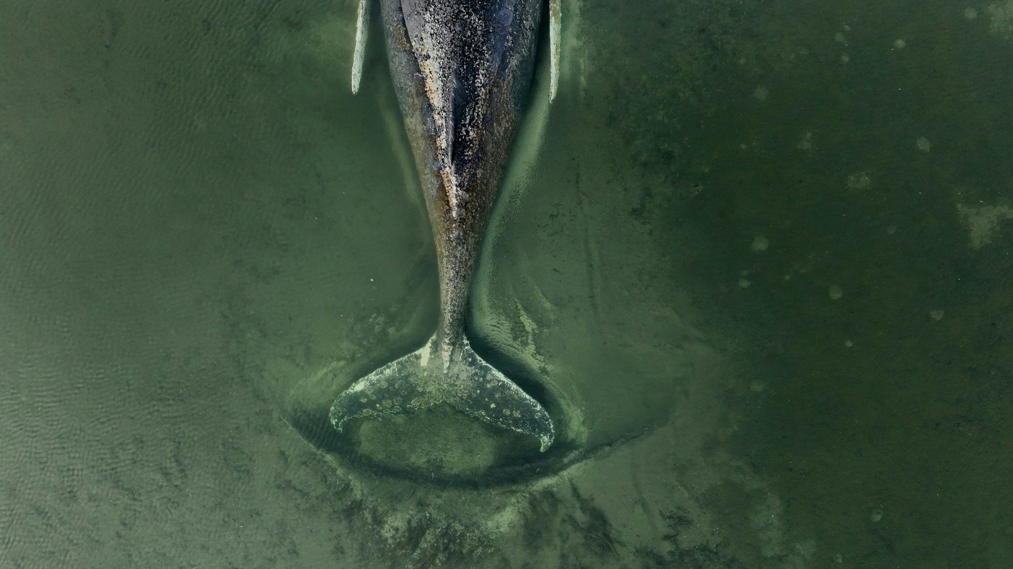 Buckelwal sitzt vor Insel Poel fest.