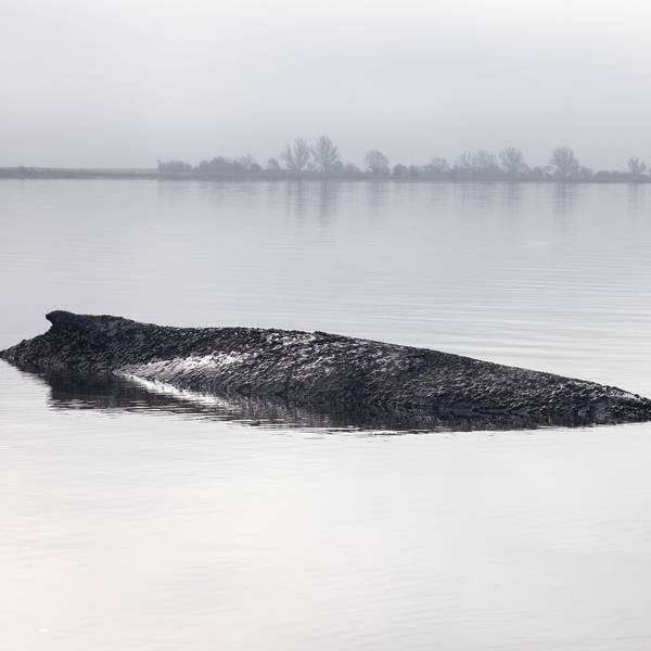 Die von Greenpeace Deutschland zur Verfügung gestellte Aufnahme zeigt den gestrandeten Buckelwal vor der Insel Poel in der Ostsee.