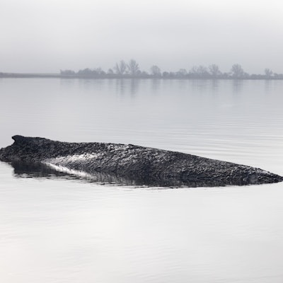 Die von Greenpeace Deutschland zur Verfügung gestellte Aufnahme zeigt den gestrandeten Buckelwal vor der Insel Poel in der Ostsee.