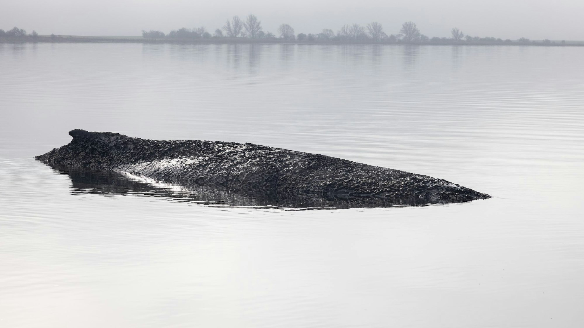 Die von Greenpeace Deutschland zur Verfügung gestellte Aufnahme zeigt den gestrandeten Buckelwal vor der Insel Poel in der Ostsee.
