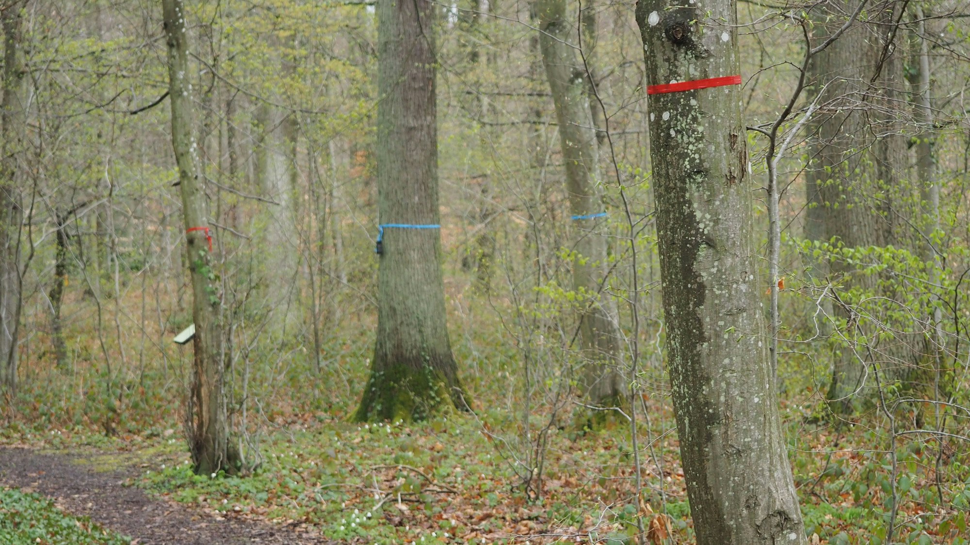 Das Bild zeigt ein Stück Wald, in dem mehrere Bäume ein farbigs Band tragen.