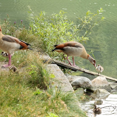 Nilgänse mit ihren Küken am Adenauer Weiher in der Kölner Innenstadt
