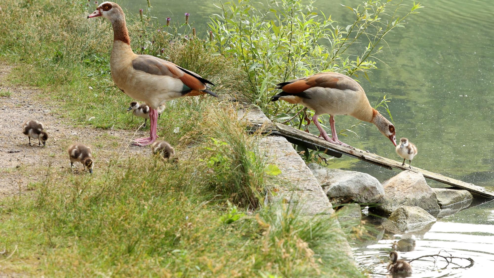 Nilgänse mit ihren Küken am Adenauer Weiher in der Kölner Innenstadt
