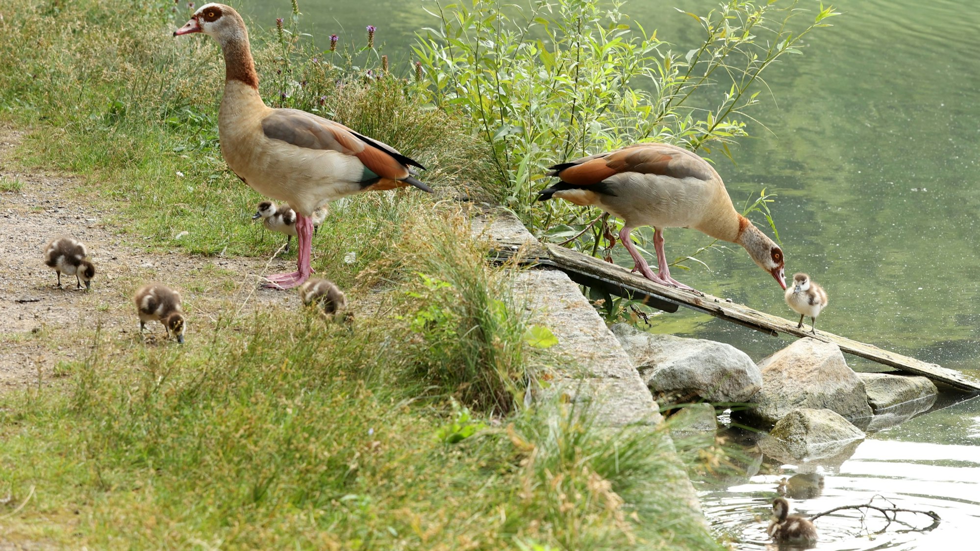 Nilgänse mit ihren Küken am Adenauer Weiher in der Kölner Innenstadt
