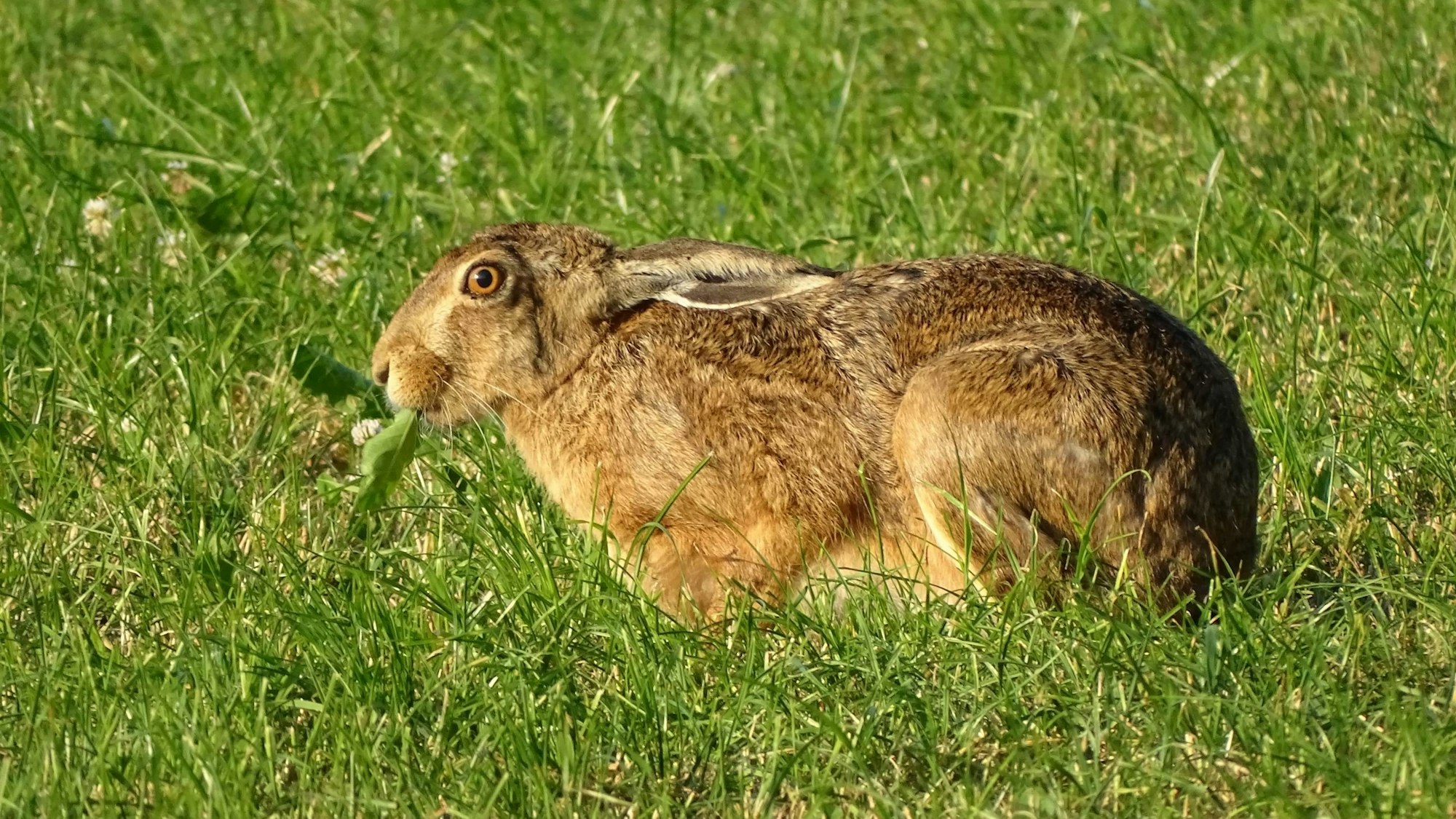 Ein Feldhase sitzt auf der Wiese und frisst ein Blatt.