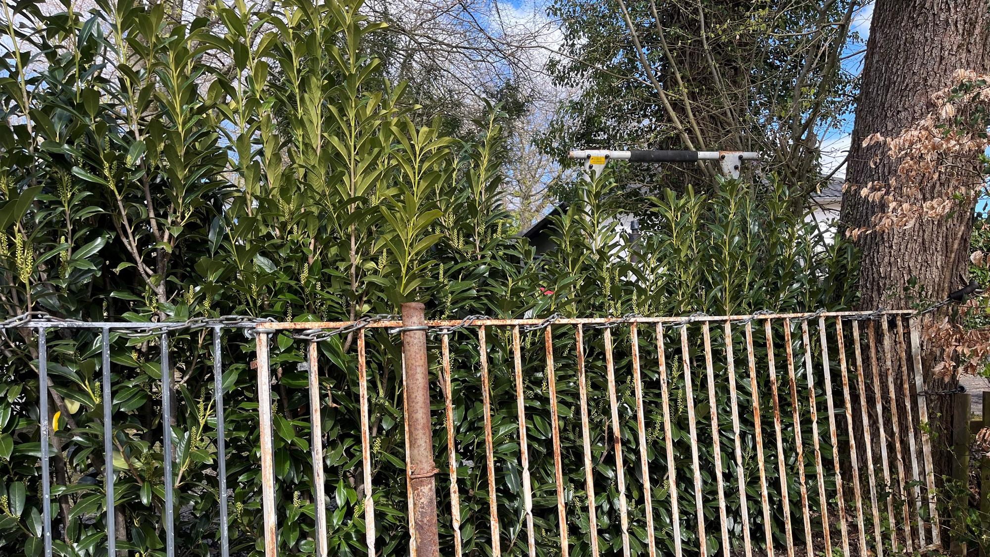 Hinter dem Eisengitter stehen die Bäume.