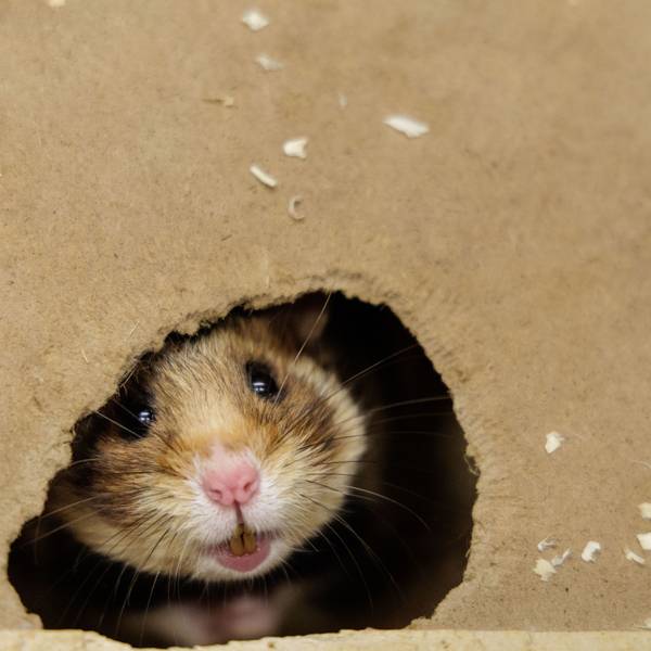 Deutsche Feldhamster und Tiere aus den Niederlanden werden im Rahmen eines Artenhilfsprojekts im Artenschutzzentrum des Landes verpaart, um die stark bedrohte Tierart zu fördern.