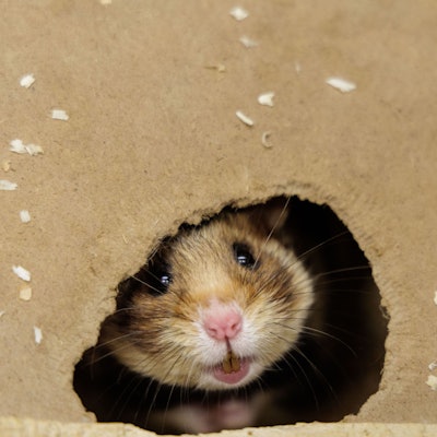 Deutsche Feldhamster und Tiere aus den Niederlanden werden im Rahmen eines Artenhilfsprojekts im Artenschutzzentrum des Landes verpaart, um die stark bedrohte Tierart zu fördern.