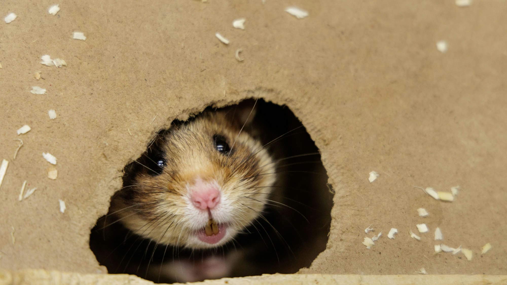 Deutsche Feldhamster und Tiere aus den Niederlanden werden im Rahmen eines Artenhilfsprojekts im Artenschutzzentrum des Landes verpaart, um die stark bedrohte Tierart zu fördern.