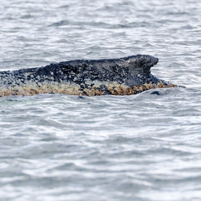 Der an der Ostseeküste gestrandete Wal liegt noch immer vor der Insel Poel.