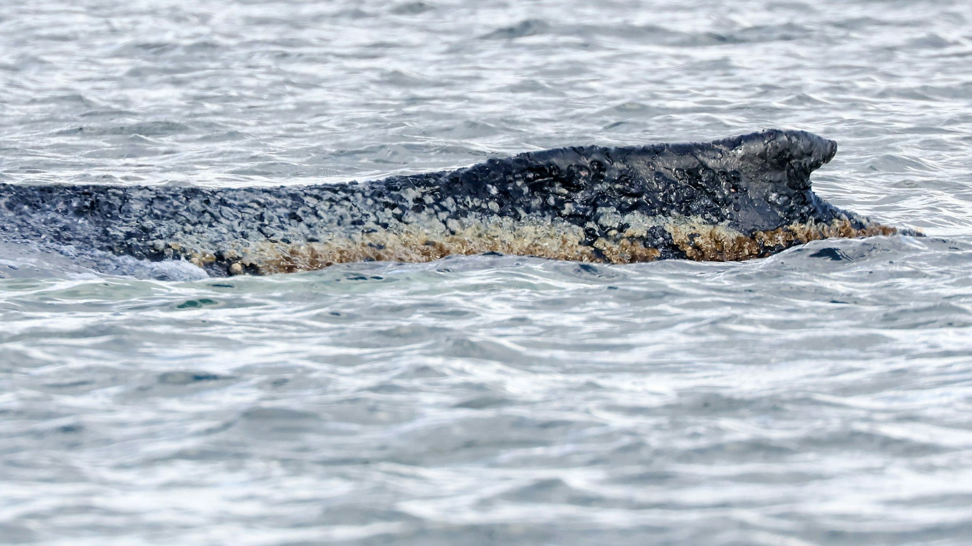 Der vor rund einer Woche bei Timmendorfer Strand an der Ostseeküste gestrandete Buckelwal liegt noch immer in der Wismarbucht.